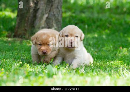 Deux chiots Labrador Retriever dans le jardin Banque D'Images