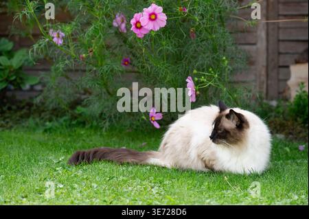 Chat ragdoll à la maison dans le jardin Banque D'Images