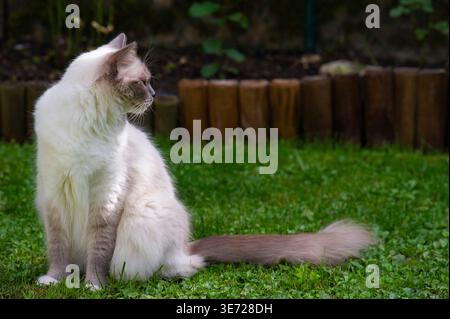 Chat ragdoll aime le temps dans le jardin Banque D'Images