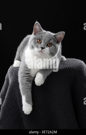 chat britannique bleu blanc court allongé sur le devant regardant la caméra curieusement laissant pendre la patte Banque D'Images