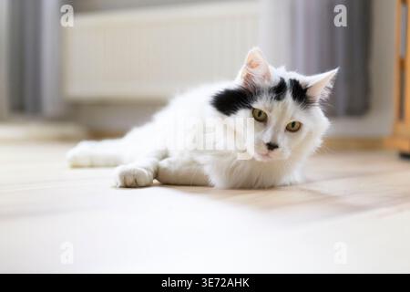 Chat angora turc dans sa maison Banque D'Images