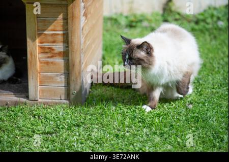 Chat ragdoll dans le jardin Banque D'Images