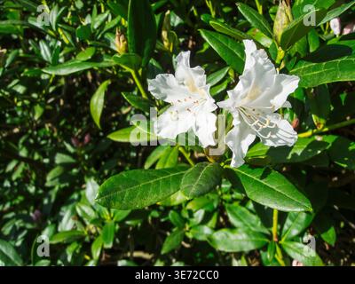 Un gros plan de quelques Rhododendron blanc de Cunningham, un type de rose alpine aux feuilles raides. Banque D'Images