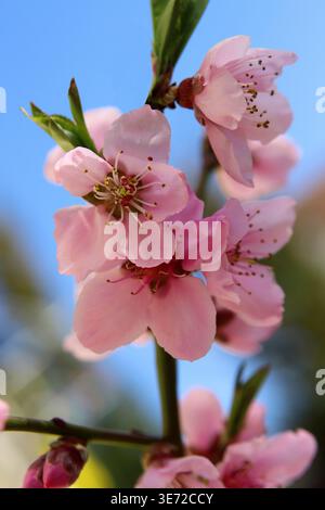 Au printemps Peach Blossoms Banque D'Images