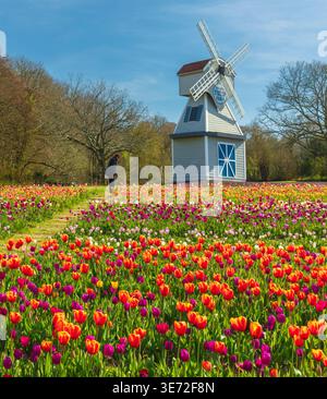 Femme regardant un champ de tulipes, Tulleys Farm, West Sussex, Royaume-Uni. Banque D'Images