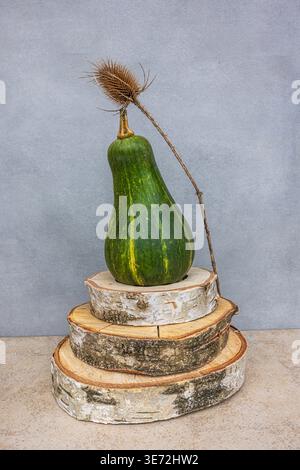 Courge butternut, citrouille, tranches de bois, nature morte Banque D'Images
