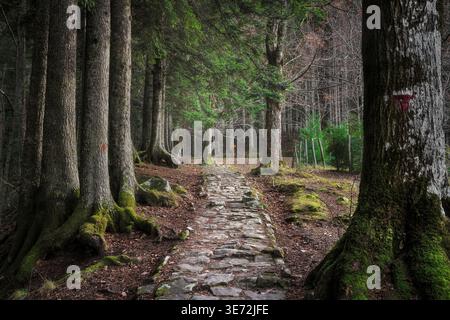 Ancien sentier pavé en pierre, faisant partie du Circuito delle Cappelle, serpentant à travers les arbres anciens couverts de mousse dans la forêt séculaire de Vallombrosa près de Florence, Valdarno, Italie Banque D'Images