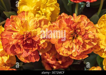 Un superbe gros plan de fleurs de tulipe doubles avec des pétales orange et jaune éclatants. Parfait pour les thèmes printaniers, les motifs floraux et les projets nécessitant élégance et beauté naturelle. Banque D'Images