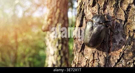 Coléoptère de l'ermite sur l'écorce de l'arbre. Gros plan dans la forêt naturelle. Espèces menacées, biodiversité. copier l'espace Banque D'Images
