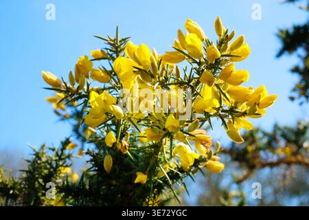 Ulex europaeus ou Common Gorse Banque D'Images