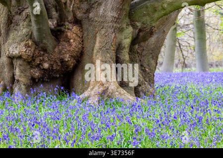 Les coquilles bleues anglaises naturalisées dans les bois (Hyacinthoides non-scripta) à la base d'un ancien tronc d'arbre Banque D'Images