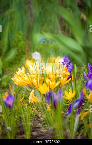 Crocus au printemps, bokeh Banque D'Images