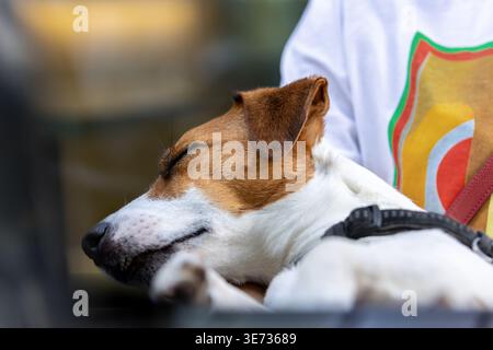 Sleeping jack russell terrier repos paisiblement propriétaire bras petit chien domestique profiter du moment calme confiance compagnon. Gros plan portrait d'animal montrant détendu Banque D'Images