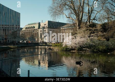 Un cygne noir gracieux nage dans un canal de la ville reflétant l'architecture moderne et les cerisiers en fleurs, tandis que les gens se détendent sur les berges herbeuses à proximité. Banque D'Images