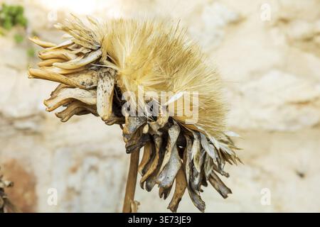 Gros plan de la tête de fleur d'artichaut sèche avec une texture détaillée et un fond naturel doux. Macro botanique avec structure organique. Banque D'Images