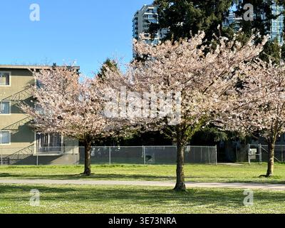 Cerisiers en fleurs en pleine floraison, C.-B., Canada. Arbres sakura roses vibrants dans un quartier résidentiel sous un ciel bleu clair, 9 avril 2026. Banque D'Images