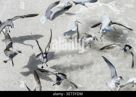 Hérons à crête et goélands mexicains se battent sur le bord de la mer pour des poissons que les pêcheurs jettent de la jetée. C'est une agitation sauvage dans le sable et dans l'eau. Les mouettes mexicaines attaquent les hérons à crête, tandis que les hérons à crête portent leurs proies en lieu sûr. Une scène animée et bruyante. Banque D'Images