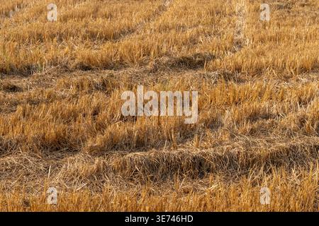 Gros plan plein format d'un champ agricole récolté montrant des chaumes secs et dorés. Représente la récolte d'automne, le paysage agricole, la sécheresse Banque D'Images