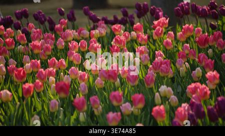 Belles tulipes roses et violettes fleurissant dans un jardin sous la lumière chaude du soleil du soir. Un paysage printanier serein avec rétro-éclairage doux illuminant le d Banque D'Images