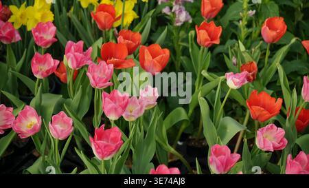 Un champ vibrant de tulipes rouge vif et rose pâle fleurissant dans un jardin verdoyant. Beau paysage floral printanier sous la lumière naturelle du soleil, showcasi Banque D'Images