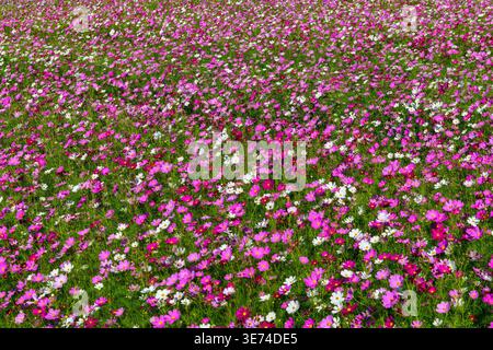 Un large champ couvert de fleurs cosmos roses et blanches en fleurs créant un paysage floral vibrant. La prairie colorée et le feuillage vert luxuriant font Banque D'Images