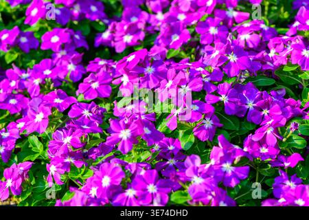 Un groupe vibrant de fleurs de vinca violettes fleurissant dans un jardin entouré de feuilles vertes luxuriantes. Les pétales lumineux et la lumière naturelle du soleil créent une fraîcheur Banque D'Images
