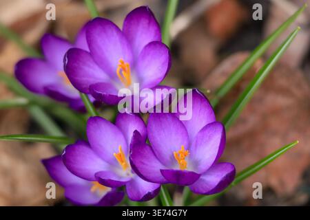 Gros plan de fleurs de crocus violettes avec des étamines oranges fleurissant parmi les feuilles brunes au début du printemps, faible profondeur de champ. Banque D'Images