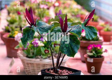 Fleur de trillium rouge floraison. Fleur de Trillium chloropetalum avec fleurs rouges et grandes feuilles vertes Banque D'Images