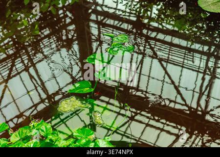 Vue en angle élevé d'un étang sombre avec des feuilles en forme de coeur vert dans une ancienne serre. Reflet clair d'une structure de toit en verre et en acier sur l'eau Banque D'Images