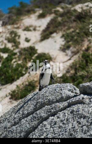 Seaside Bird sur Rocky Outcrop. Le pingouin africain isolé se trouve sur la surface de granit altérée par la mer Banque D'Images