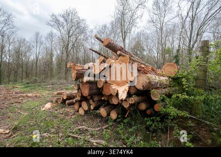 Arbres abattus en tas dans une forêt du Worcestershire prêts à être recyclés. Banque D'Images