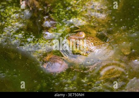Une grenouille ouaouaroure (Lithobates catesbeianus) jette un coup d'œil à l'aspersion verte à la surface de l'eau de la réserve des lacs cachés Hyatt à Boise, Idaho. Banque D'Images