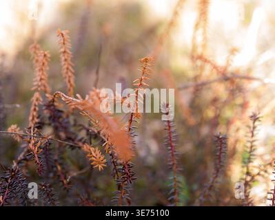 Crowberry (Empetrum nigrum) et chiné sec en rétroéclairage doré — Boreal Heathland Botanical Fine Art Banque D'Images
