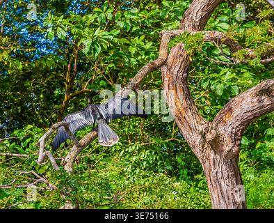 Une vue d'un Anhinga sur une branche d'arbre séchant ses ailes au-dessus d'un lac dans Canoe Bay, Tobago par un matin lumineux de janvier Banque D'Images