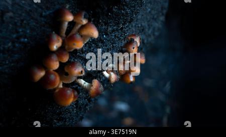 Photo macro d'un groupe de petits champignons sauvages bruns poussant sur une bûche sombre en décomposition dans une forêt, avec un éclairage naturel sombre. Banque D'Images