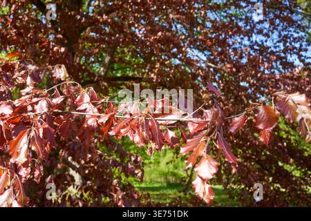 gros plan des branches du hêtre pourpre (Fagus sylvatica purpurea) avec des feuilles rouge-violet vives éclairées par une lumière solaire vive, créant un effet translucide Banque D'Images