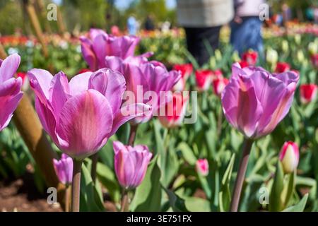 gros plan de tulipes roses éclatantes en pleine floraison au Jardin botanique VDU de Kaunas, avec des variétés de tulipes rouges et blanches visibles en flou doux Banque D'Images