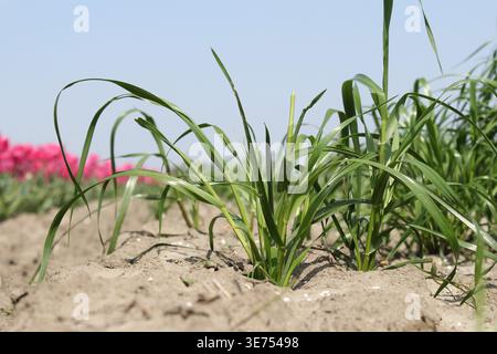 un gros plan d'une prairie de seigle verte dans un champ avec culture de tulipes dans la campagne néerlandaise au printemps Banque D'Images