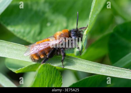 Abeille minière Tawny (Andrena fulva), Angleterre, Royaume-Uni Banque D'Images