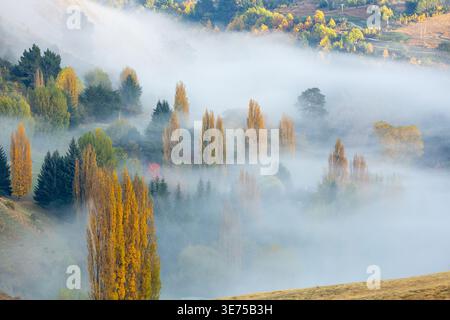 Arbres d'automne et brume matinale dans la vallée de Shotover, Queenstown, Otago, Nouvelle-Zélande Banque D'Images