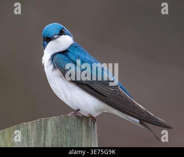 Hirondelle arboricole - Tachycineta bicolor - gros plan - Gros plan avec détail des plumes Banque D'Images