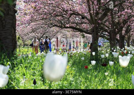 Tulipes sous des lignes d'arbres à fleurs roses menant à la maison tempérée par une journée très chaude en avril 2026, à Kew Gardens, Londres, Royaume-Uni Banque D'Images