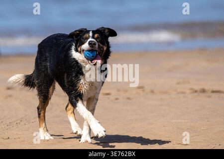 Week-end de vacances de Pâques. Les chiens s'amusent à éclabousser dans la mer d'Irlande avec leur bal à Ainsdale Beach. Banque D'Images