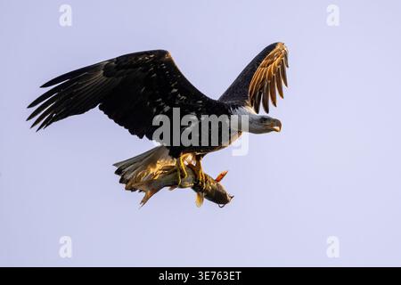 Vue rapprochée d'un aigle chauve adulte en vol transportant un poisson dans une lumière dorée chaude. Banque D'Images