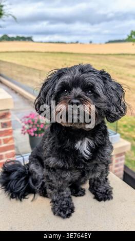 Chien Shihpoo noir assis sur le mur du jardin avec des champs de blé anglais et campagne d'été, Yorkshire du Nord, Angleterre Banque D'Images