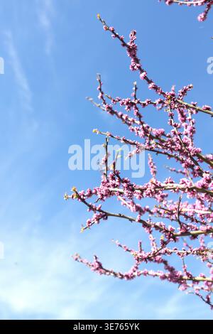 Branches d'un Cercis canadensis -Redbud oriental - avec des fleurs roses, contre un ciel bleu un jour de printemps. Banque D'Images