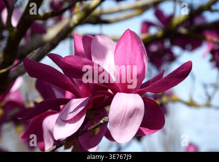 Magnolia Susan en fleurs. Un gros plan des fleurs roses du magnolia. Banque D'Images