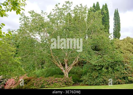 Bouleau duveteux (Betula utilis var. Jacquemontii, Betula jacquemontii), habit Banque D'Images