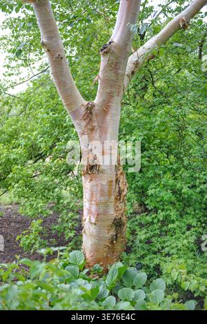 Bouleau pubescent (Betula utilis var. jacquemontii, Betula jacquemontii), tronc, Royaume-Uni Banque D'Images
