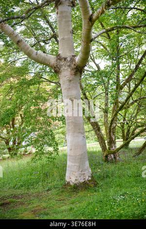 Bouleau pubescent (Betula utilis var. jacquemontii, Betula jacquemontii), tronc, Royaume-Uni Banque D'Images